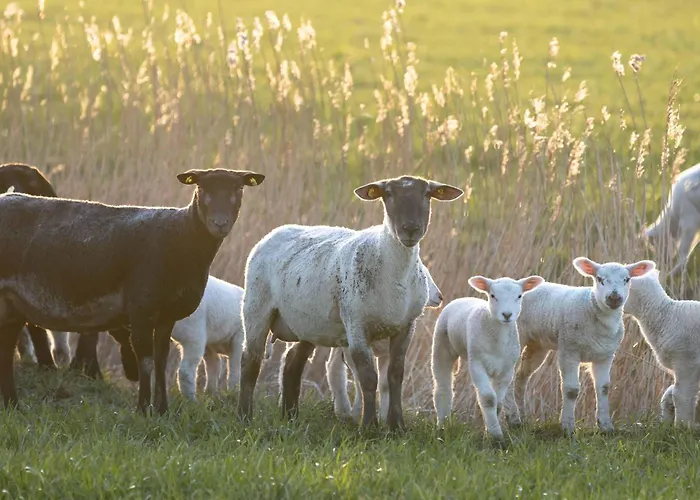 Hus Rode Doer Oldenswort